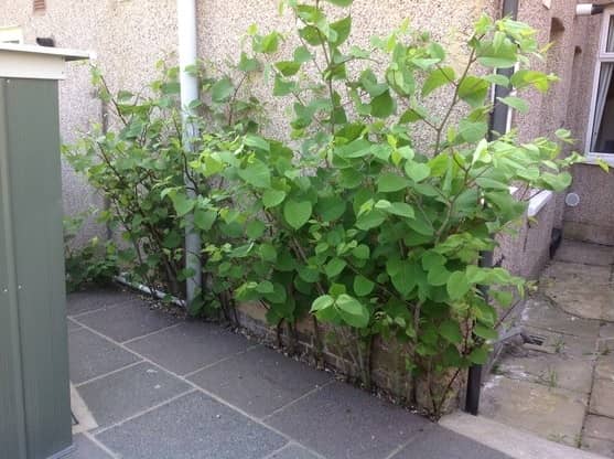 Knotblock® Knotweed Barrier